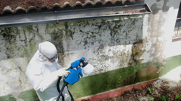Trusted Mold Remediation service in Metuchen, NJ - Cheap Mold Removal